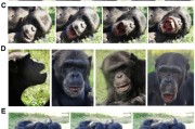 官运测试国际最新研究：机器人“打哈欠” 黑猩猩被传染